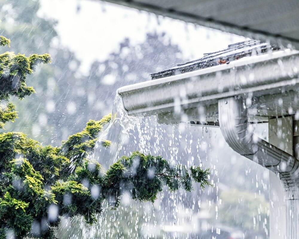 A close-up of rainwater pouring from a roof gutter onto a green shrub.